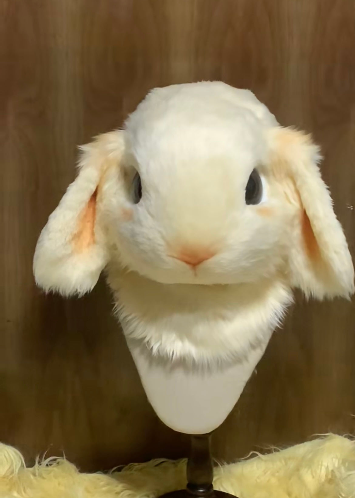[Rabbit] Full Set Chef Hat Realistic Bunny kemono fursuits stock