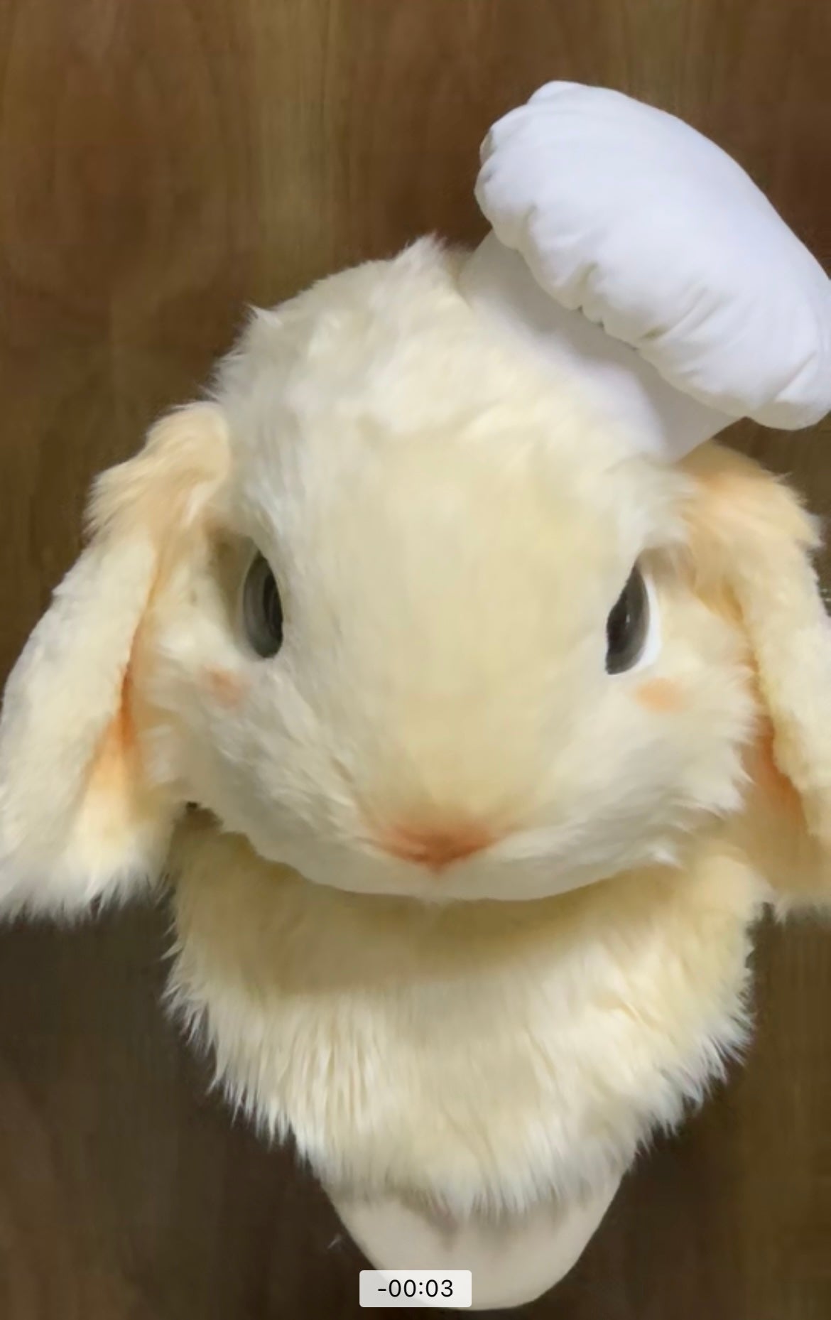 [Rabbit] Full Set Chef Hat Realistic Bunny kemono fursuits stock