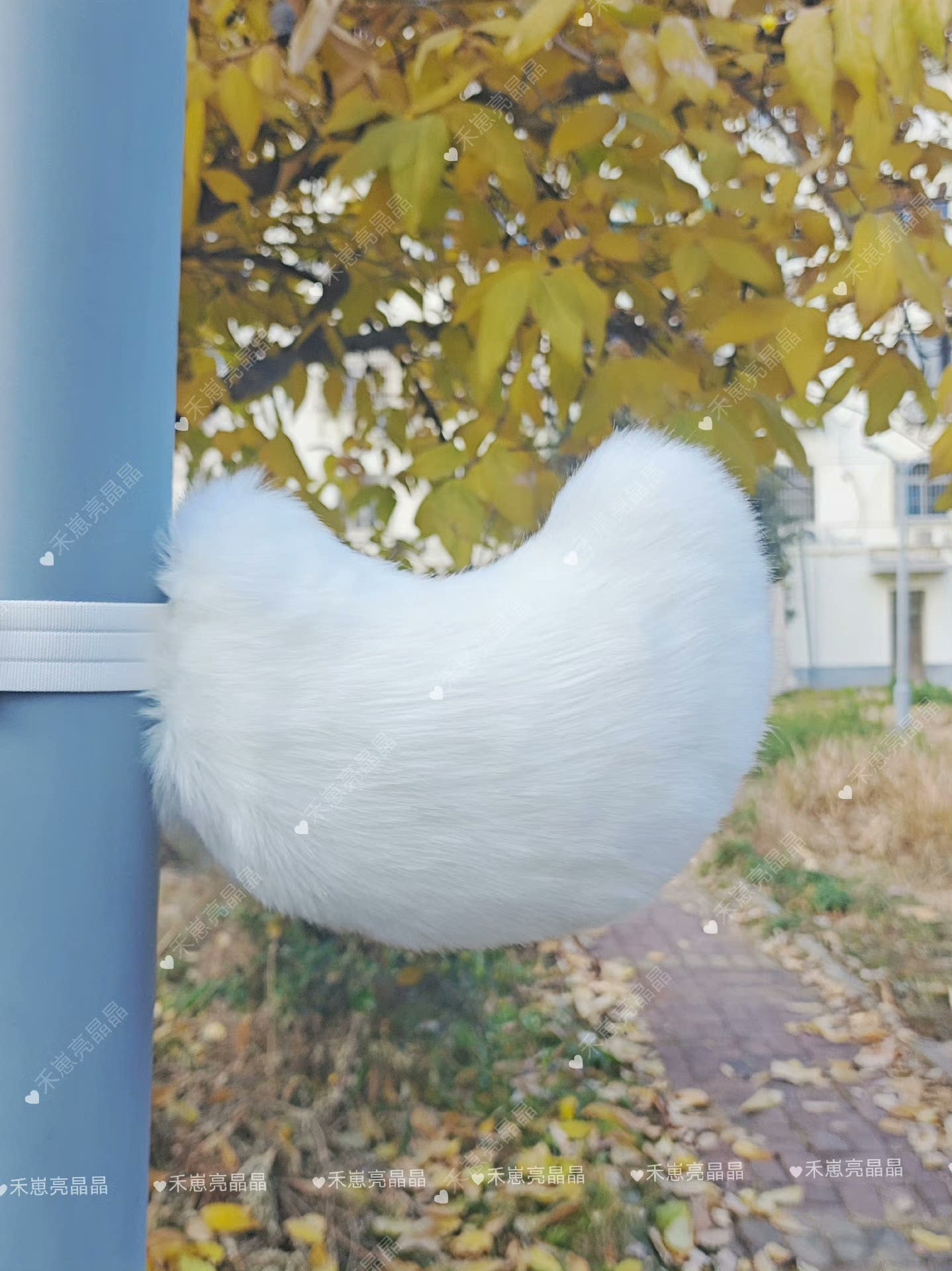 bunny tail dog tail