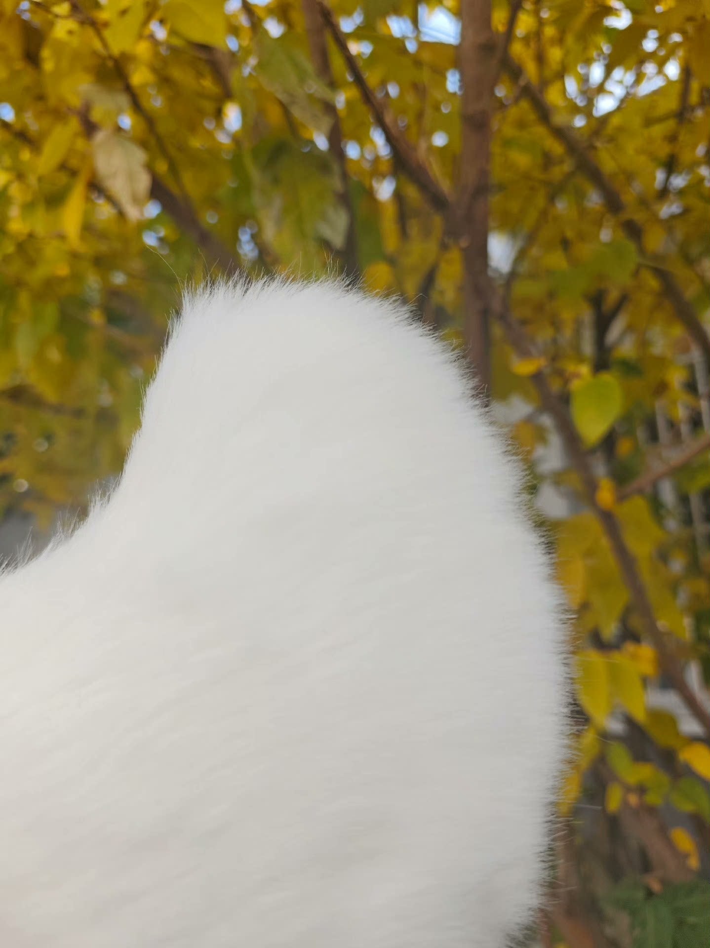 bunny tail dog tail