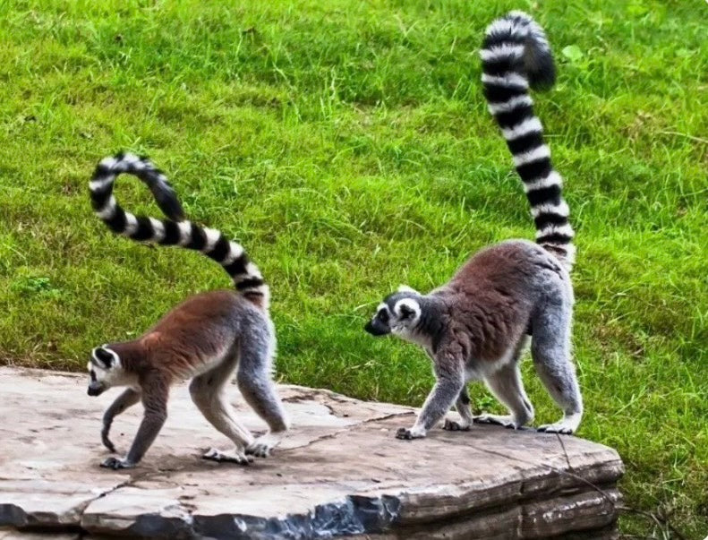 Simulation Ring-tailed Lemur Tail