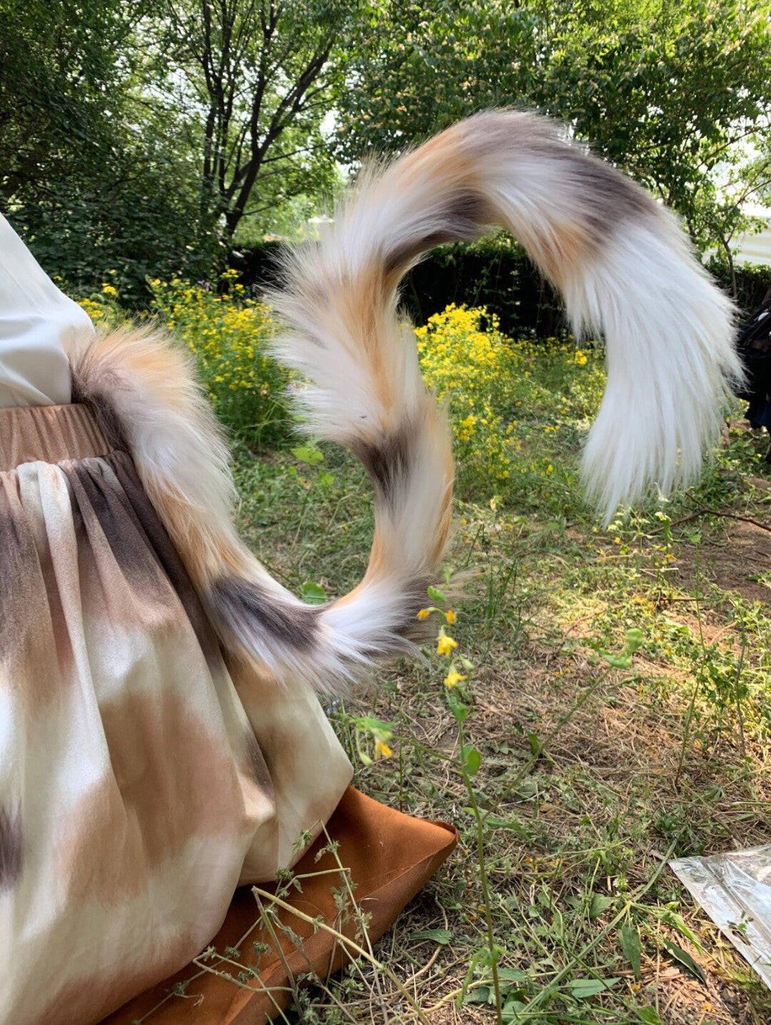 Three-color tabby kitten tail