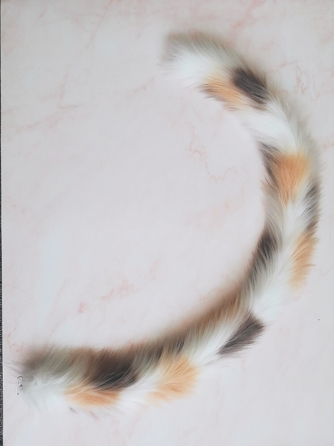 Three-color tabby kitten tail