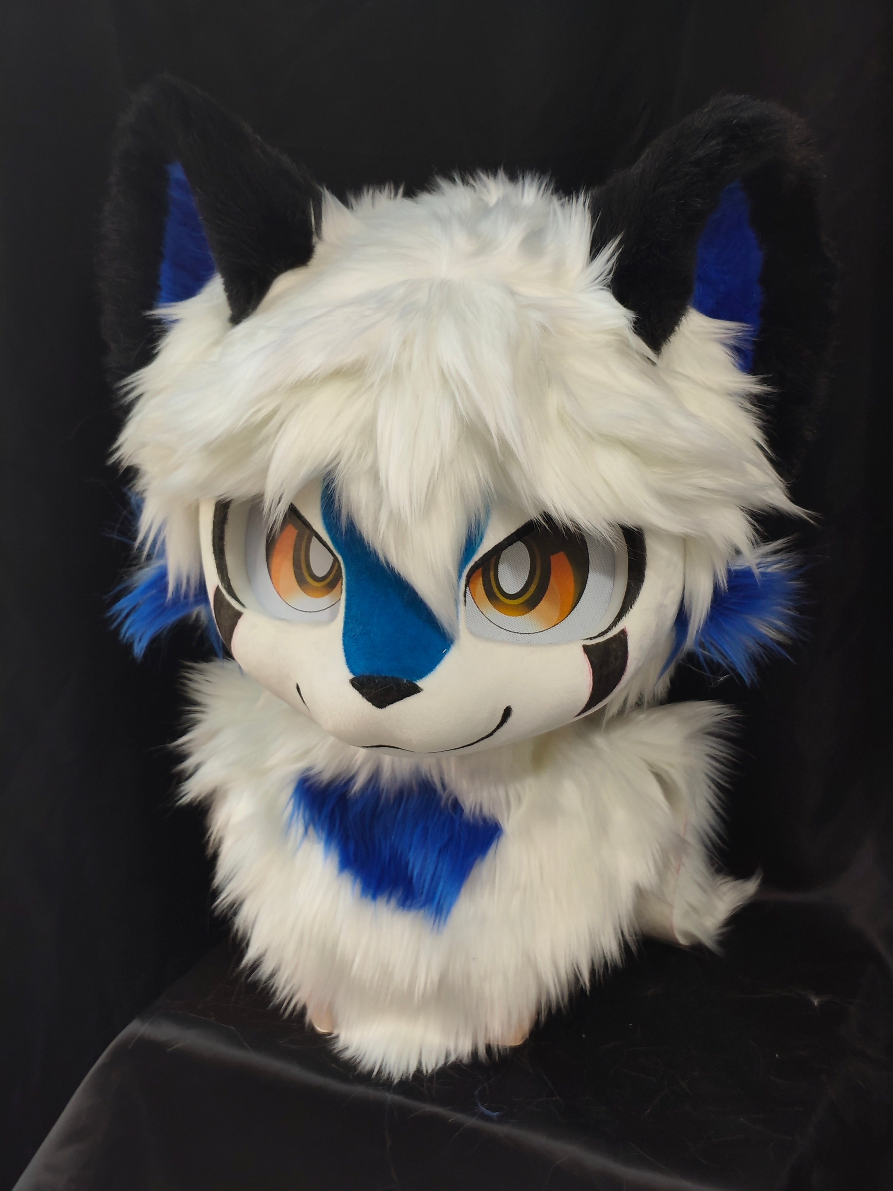 Blue and white kitten (Gift Handpaws)